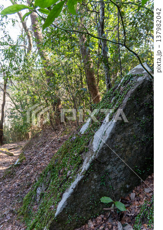 岩に生えるシダと苔の自然風景 岩に生えるシダと苔の自然風景 137982042