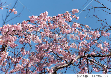 開花した桜の木 開花した桜の木 137982095