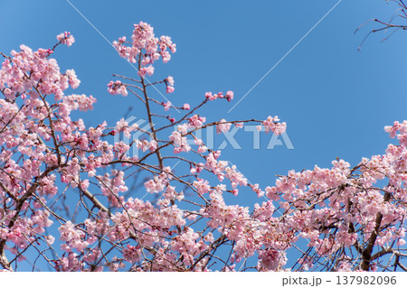 開花した桜の木 137982096