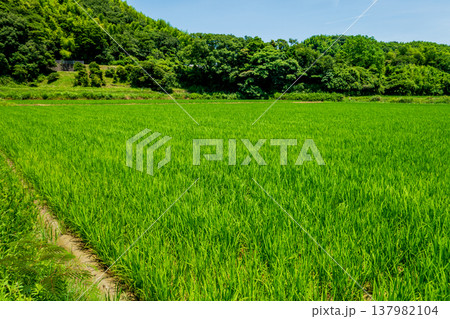 夏の田んぼ《三重県 四日市市》 137982104