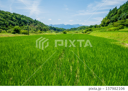 夏の田んぼ《三重県 四日市市》 137982106