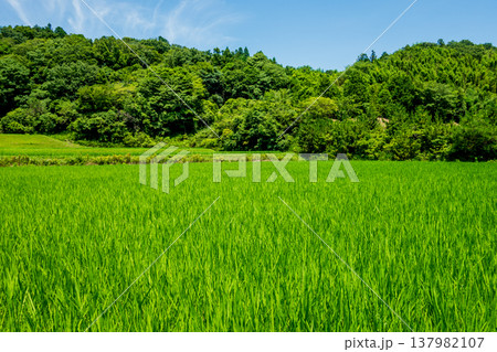 夏の田んぼ《三重県 四日市市》 夏の田んぼ《三重県 四日市市》 137982107