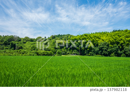 夏の田んぼ《三重県 四日市市》 夏の田んぼ《三重県 四日市市》 137982118
