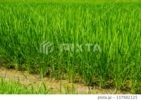 夏の田んぼ《三重県 四日市市》 夏の田んぼ《三重県 四日市市》 137982125