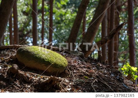 苔むした丸い石に光が当たる美しい風景 137982165
