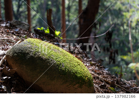 苔むした丸い石に光が当たる美しい風景 苔むした丸い石に光が当たる美しい風景 137982166