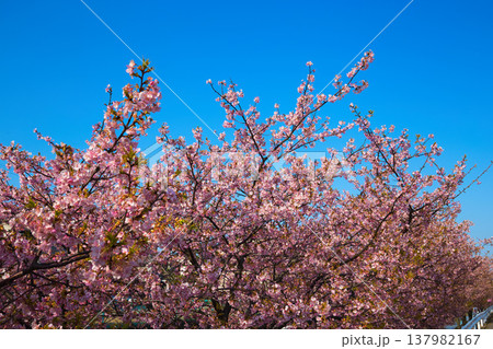 満開の蝶屋河津桜 137982167