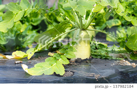 田舎の小さな畑で栽培されていたマルチ栽培の大根のイメージ風景 137982184