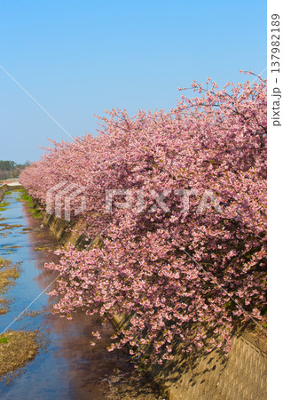 満開の蝶屋河津桜 137982189