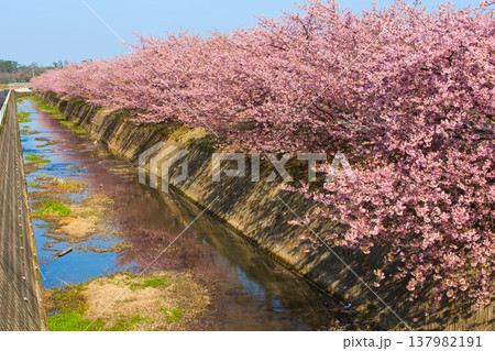 満開の蝶屋河津桜 満開の蝶屋河津桜 137982191