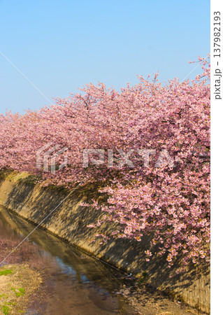 満開の蝶屋河津桜 満開の蝶屋河津桜 137982193