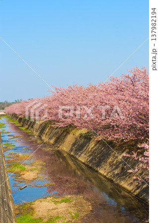満開の蝶屋河津桜 満開の蝶屋河津桜 137982194