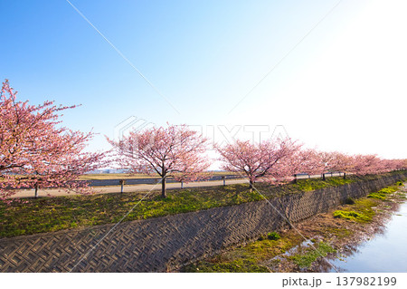 満開の蝶屋河津桜 満開の蝶屋河津桜 137982199