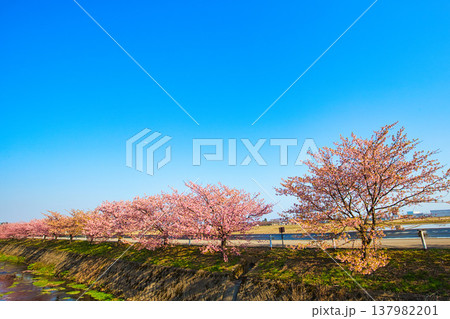 満開の蝶屋河津桜 満開の蝶屋河津桜 137982201