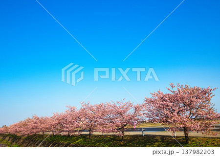 満開の蝶屋河津桜 満開の蝶屋河津桜 137982203