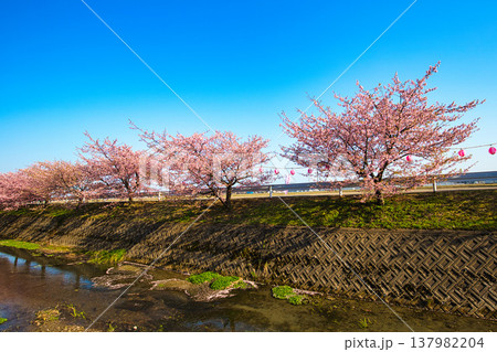 満開の蝶屋河津桜 満開の蝶屋河津桜 137982204