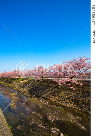 満開の蝶屋河津桜 満開の蝶屋河津桜 137982205