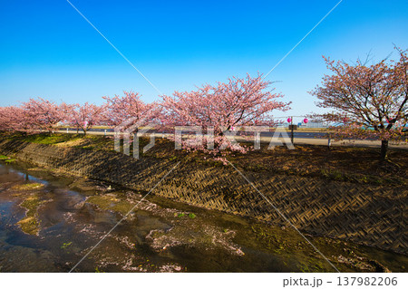 満開の蝶屋河津桜 満開の蝶屋河津桜 137982206