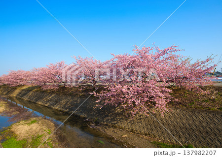 満開の蝶屋河津桜 満開の蝶屋河津桜 137982207
