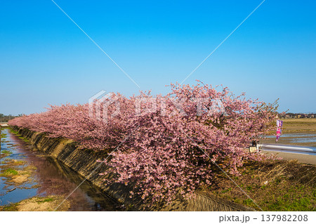 満開の蝶屋河津桜 満開の蝶屋河津桜 137982208