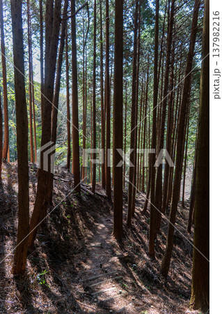 間伐で整えられた山間の美しい森林風景 137982216