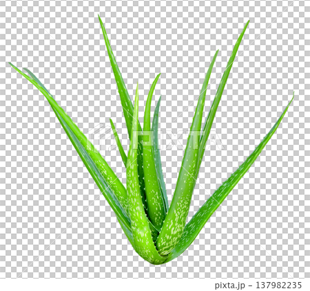 Green aloe vera plant with thick spotted leaves isolated. Medicinal succulent plant commonly used for skincare, cosmetics, and health treatments. High quality botanical picture. 137982235