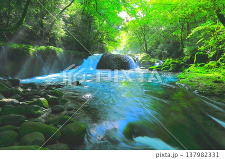 美しい光芒の出る菊池渓谷（黎明の滝・菊池市） 137982331