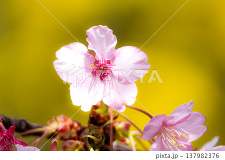 春の柔らかい光を浴びて凛と咲く存在感のある河津桜の花 春の柔らかい光を浴びて凛と咲く存在感のある河津桜の花 137982376