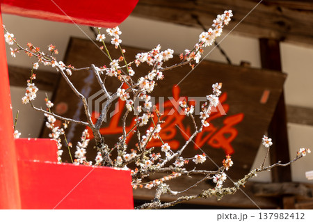 足助・香積寺の境内を彩る桜の花 足助・香積寺の境内を彩る桜の花 137982412