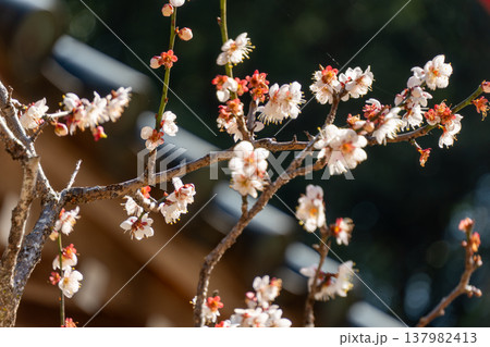 足助・香積寺の境内を彩る桜の花 足助・香積寺の境内を彩る桜の花 137982413