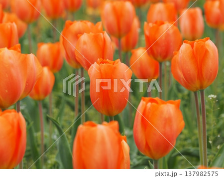 チューリップ　ライティングサン 137982575