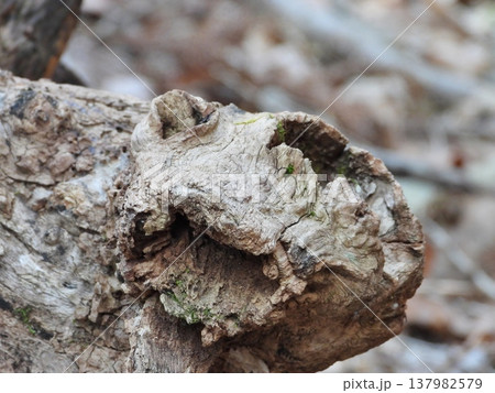 怪獣の顔に見える木の根のコブ 怪獣の顔に見える木の根のコブ 137982579