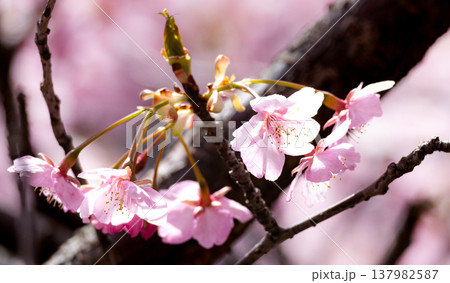 穏やかな春の日差しを浴びてひっそりと咲くピンクの河津桜の風景 穏やかな春の日差しを浴びてひっそりと咲くピンクの河津桜の風景 137982587