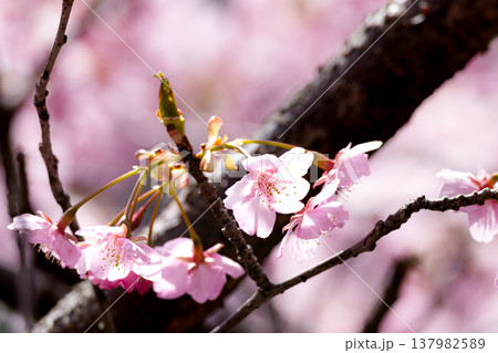 穏やかな春の日差しを浴びてひっそりと咲くピンクの河津桜の風景 137982589
