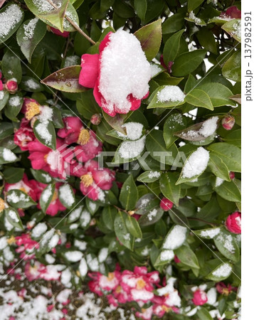 雪が積もったサザンカの花 雪が積もったサザンカの花 137982591