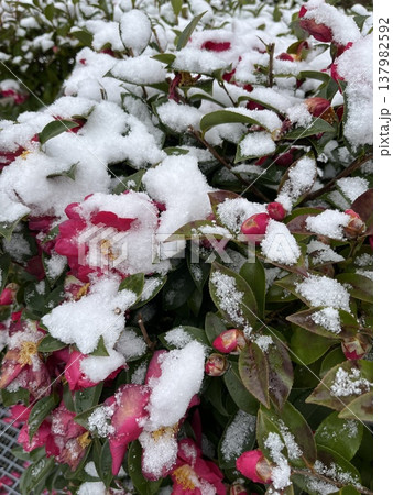 雪が積もったサザンカの花 雪が積もったサザンカの花 137982592