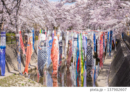 春風に泳ぐ鯉のぼり 137982607