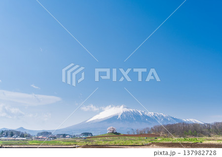 [岩手県]岩手山と為内の一本桜の風景　八幡平市 137982728