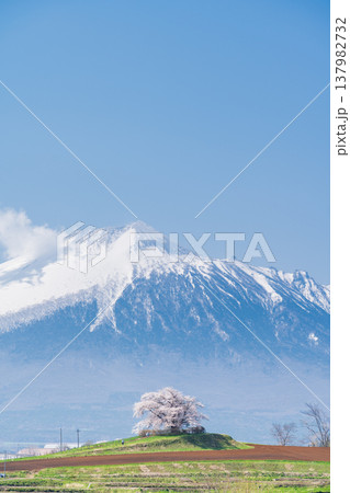 [岩手県]岩手山と為内の一本桜の風景　八幡平市 137982732