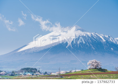 [岩手県]岩手山と為内の一本桜の風景　八幡平市 137982733