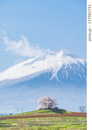 [岩手県]岩手山と為内の一本桜の風景　八幡平市 137982741