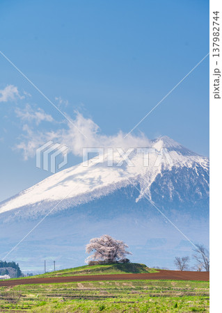 [岩手県]岩手山と為内の一本桜の風景　八幡平市 137982744