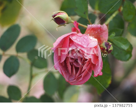 雨の日のバラ園　ピンクのバラ　あおい 137982755