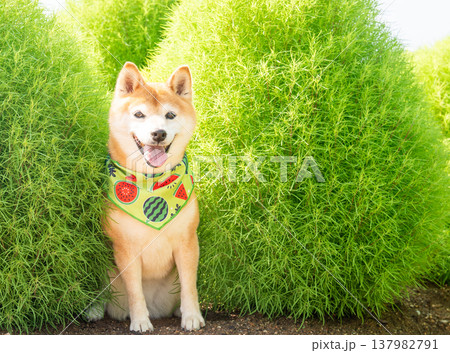 柴犬のいる風景 　緑色背景に柴犬　コキアと柴犬　可愛い柴犬　柴犬茜 137982791