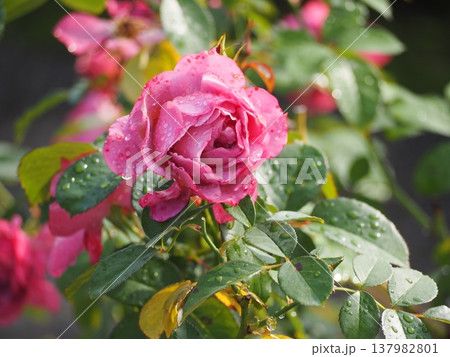 雨の日のバラ園　ピンクのバラ　あおい 137982801