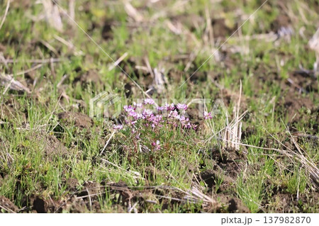 田んぼに生えているレンゲの花 田んぼに生えているレンゲの花 137982870
