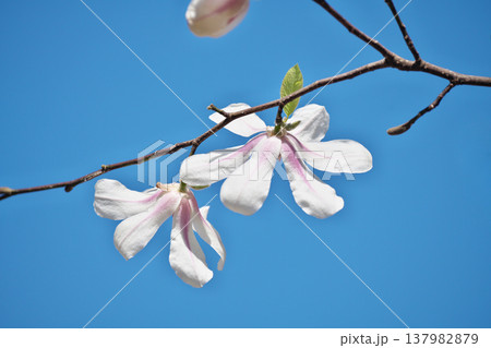 白いコブシの花（春、三月） 137982879