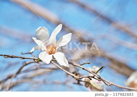 白いコブシの花(春、三月) 白いコブシの花(春、三月) 137982883
