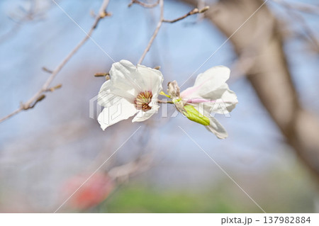 白いコブシの花(春、三月) 白いコブシの花(春、三月) 137982884