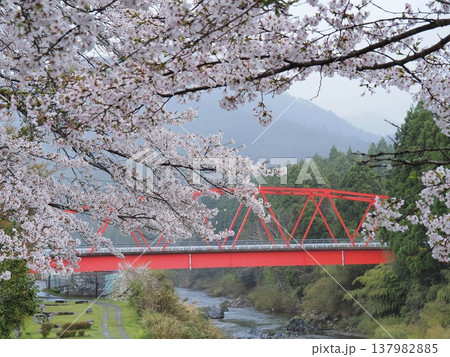 満開の桜と赤い橋 137982885
